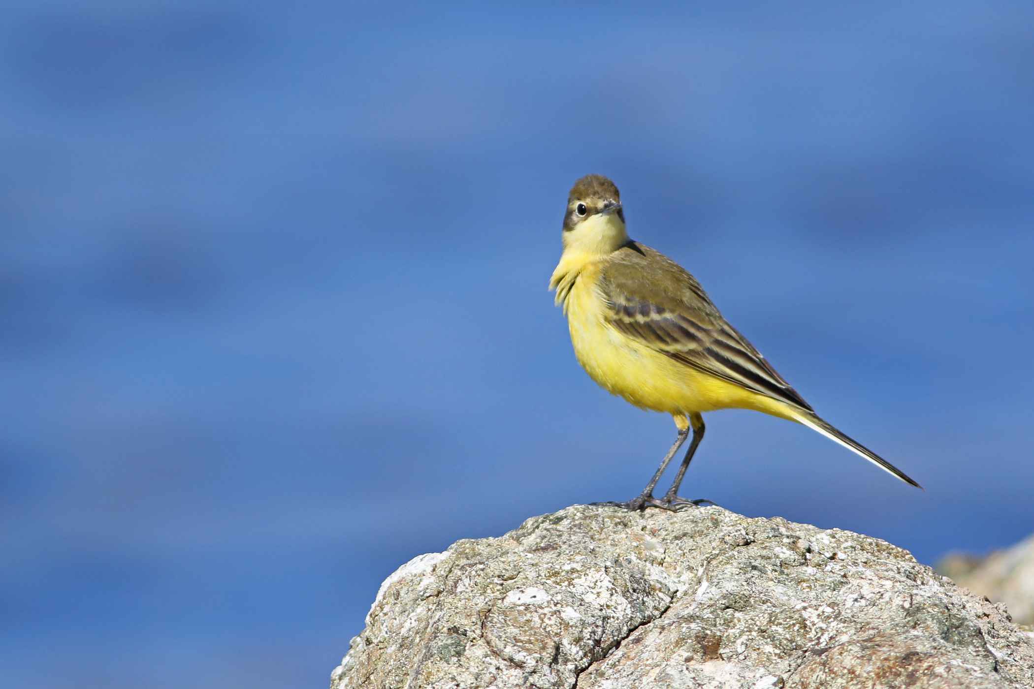 Western Yellow Wagtail